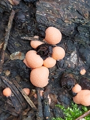 Apioperdon pyriforme