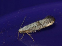 Argyresthia retinella