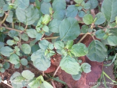 Trianthema portulacastrum