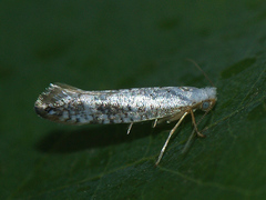 Argyresthia retinella