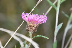 Centaurea × livonica