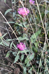 Centaurea × livonica