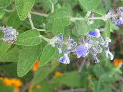 Salvia melissodora
