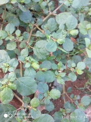 Trianthema portulacastrum
