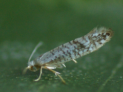 Argyresthia retinella