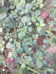Trianthema portulacastrum