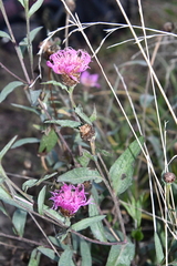 Centaurea × livonica