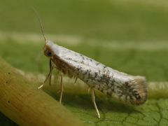 Argyresthia retinella