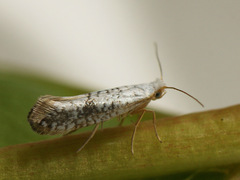 Argyresthia retinella