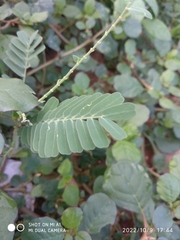 Phyllanthus amarus