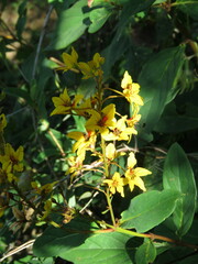 Galphimia glauca