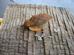 Gastropacha quercifolia