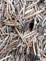 Formica rufa