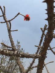 Erythrina abyssinica