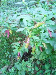 Phytolacca americana