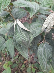 Miconia crenata