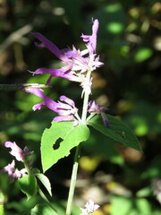 Salvia purpurea