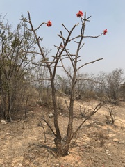 Erythrina abyssinica