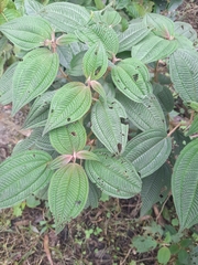 Miconia crenata