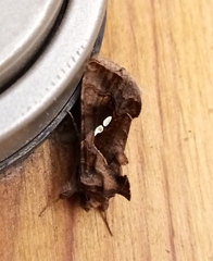 Chrysodeixis chalcites