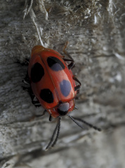 Endomychus coccineus