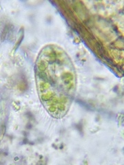 Paramecium bursaria