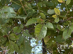 Fraxinus albicans