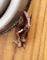 Chrysodeixis chalcites