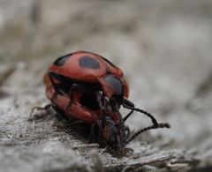 Endomychus coccineus