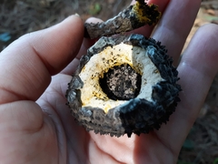 Strobilomyces strobilaceus