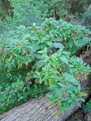 Phytolacca americana