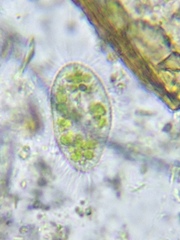 Paramecium bursaria