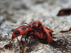 Endomychus coccineus