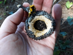 Strobilomyces strobilaceus