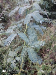 Prosopis juliflora