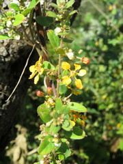 Gaudichaudia cynanchoides