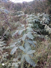 Prosopis juliflora