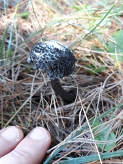 Strobilomyces strobilaceus