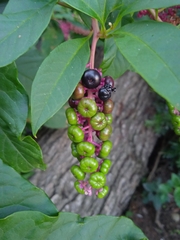 Phytolacca americana