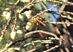 Polistes carnifex