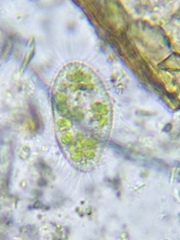 Paramecium bursaria