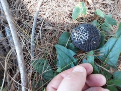 Strobilomyces strobilaceus