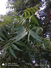 Azadirachta indica