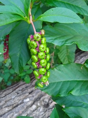 Phytolacca americana