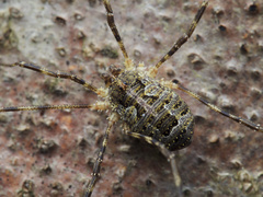 Lacinius dentiger