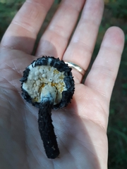 Strobilomyces strobilaceus