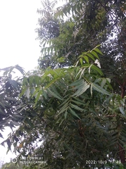 Azadirachta indica
