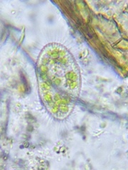 Paramecium bursaria