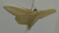 Idaea straminata