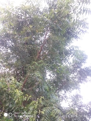 Azadirachta indica